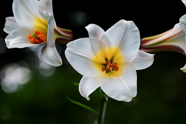 Comprendre le symbolisme de la fleur de lys